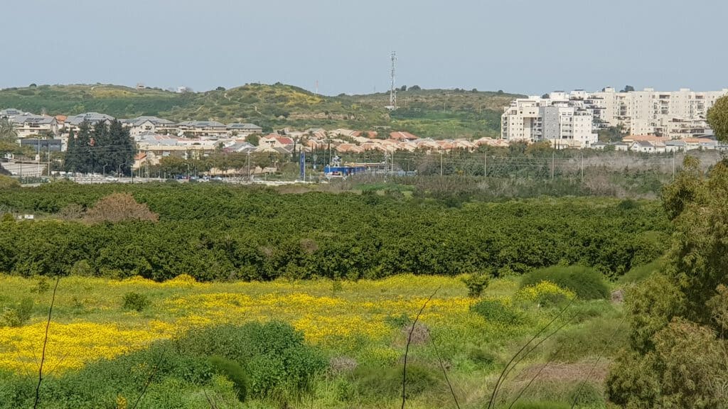 מאייר עתיקות ואספנות נס-ציונה